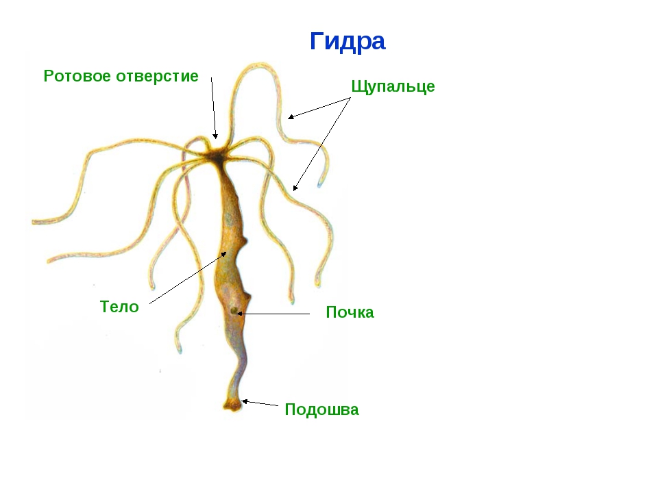 Кракен нарка шоп